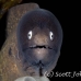 moray_whiteeyed_ph_hsb_r_h_0054_kom1971.jpg